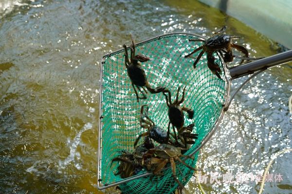 今年高温对大闸蟹有多少影响？